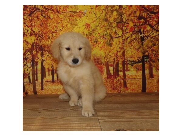 Golden Retriever-DOG-Female-Golden-21260-Petland Batavia, Illinois