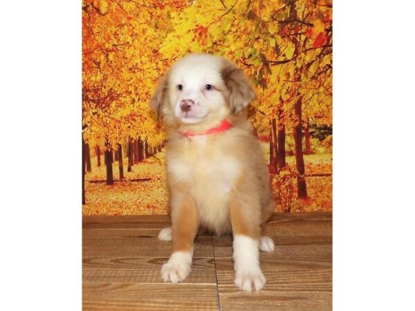 Miniature Australian Shepherd DOG Male Red Merle 21264 Petland Batavia, Illinois