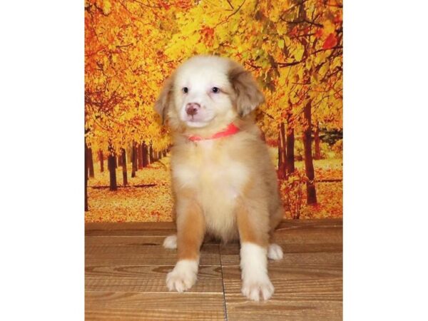 Miniature Australian Shepherd DOG Male Red Merle 21264 Petland Batavia, Illinois