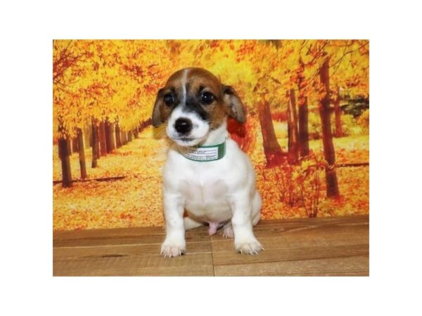 Jack Russell Terrier DOG Male Red / White 21263 Petland Batavia, Illinois