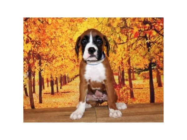 Boxer DOG Female Fawn, Black Mask, White Markings 21258 Petland Batavia, Illinois