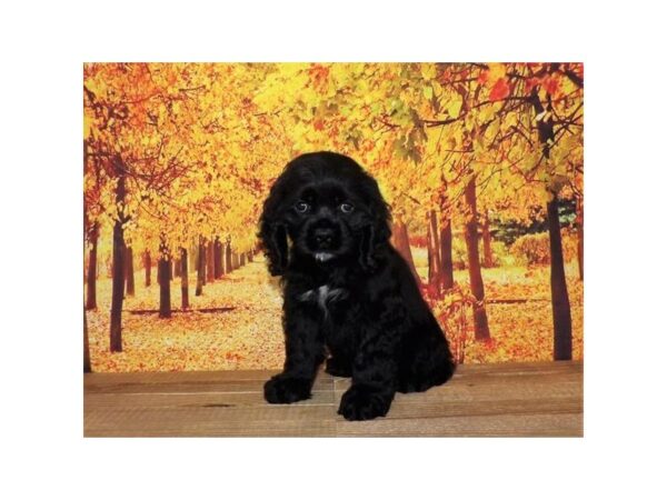 Cocker Spaniel DOG Female Black 21259 Petland Batavia, Illinois