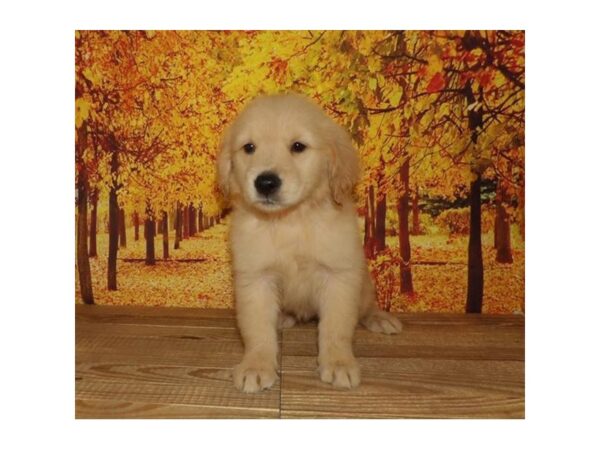 Golden Retriever DOG Female Golden 13066 Petland Batavia, Illinois