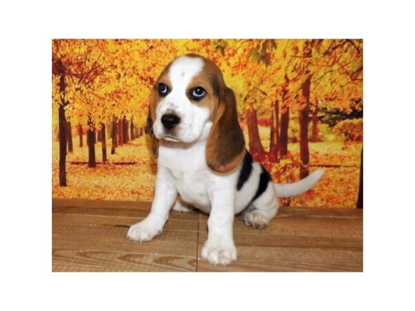 Beagle DOG Female Black 13064 Petland Batavia, Illinois