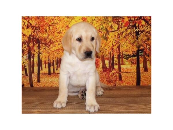 Labrador Retriever-DOG-Male-Yellow-13067-Petland Batavia, Illinois