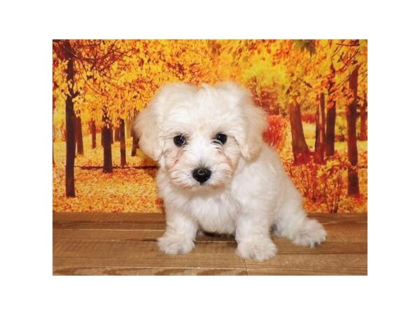 Malti Poo DOG Male Cream 13071 Petland Batavia, Illinois