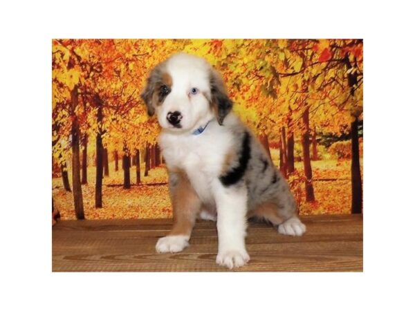 Australian Shepherd-DOG-Male-Blue Merle-13069-Petland Batavia, Illinois