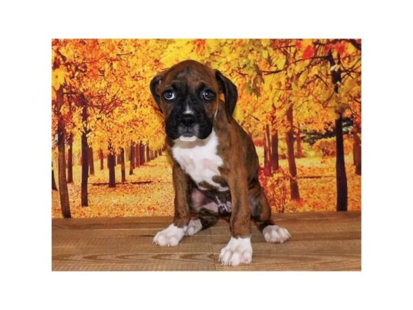 Boxer DOG Male Brindle, Black Mask, White Markings 13065 Petland Batavia, Illinois