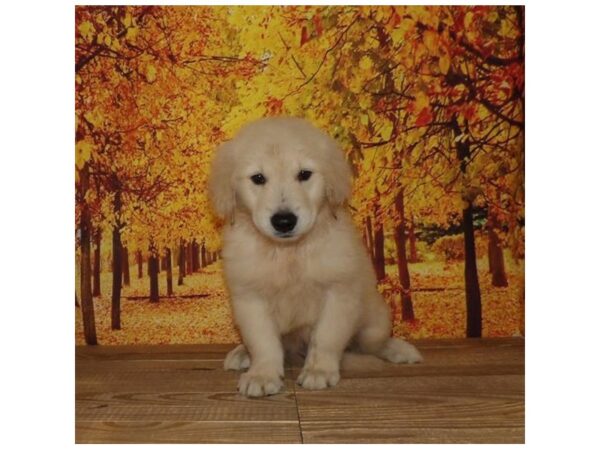 Golden Retriever DOG Male Light Golden 21014 Petland Batavia, Illinois