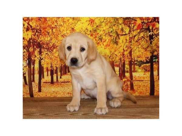 Labrador Retriever DOG Female Yellow 21015 Petland Batavia, Illinois