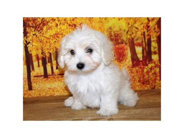 Malti Poo DOG Female Cream 21018 Petland Batavia, Illinois