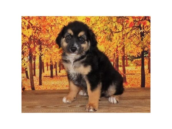 Mini Australian Shepherd-DOG-Male-Black-21017-Petland Batavia, Illinois