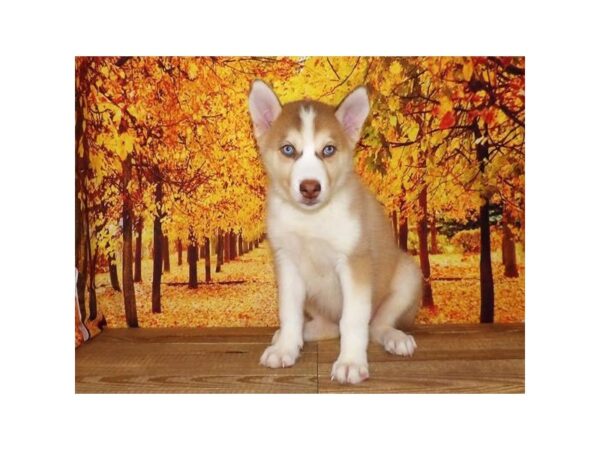 Siberian Husky-DOG-Female-Red / White-21262-Petland Batavia, Illinois