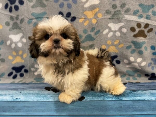 Shih Tzu DOG Male Sable and White 13077 Petland Batavia, Illinois