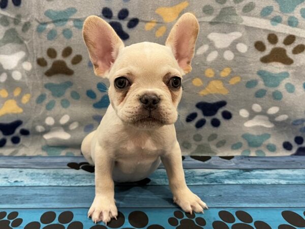 French Bulldog DOG Male Blue Cream 13079 Petland Batavia, Illinois