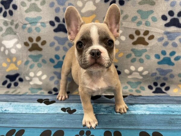 French Bulldog DOG Male Blue Fawn 13078 Petland Batavia, Illinois