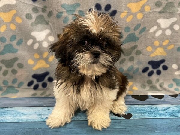 Shih Tzu-DOG-Female-Brown and White-13076-Petland Batavia, Illinois