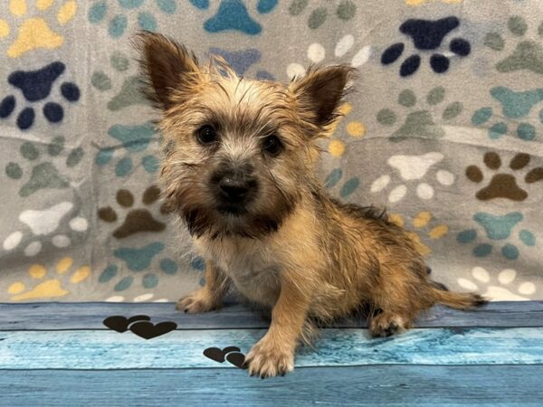 Cairn Terrier DOG Male Wheaten 13073 Petland Batavia, Illinois