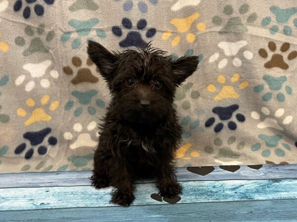 Yorkie Poo DOG Female Black 13072 Petland Batavia, Illinois