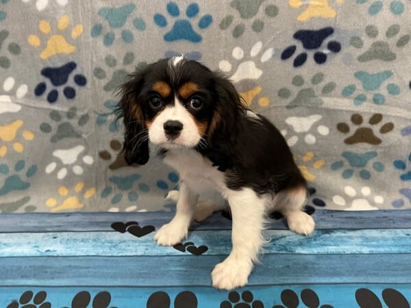 Cavalier King Charles Spaniel DOG Male Tri-Colored 13074 Petland Batavia, Illinois