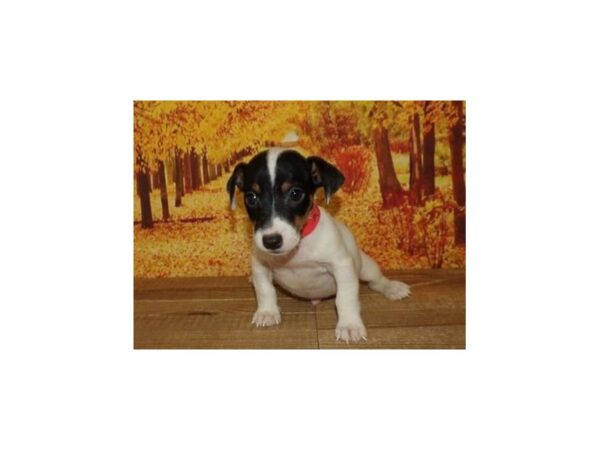 Jack Russell Terrier DOG Male Black White / Tan 13068 Petland Batavia, Illinois