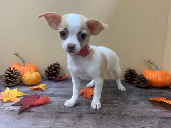 Chihuahua-DOG-Female-White-21020-Petland Batavia, Illinois