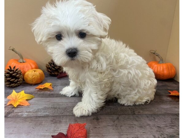 Maltese DOG Female White 21021 Petland Batavia, Illinois