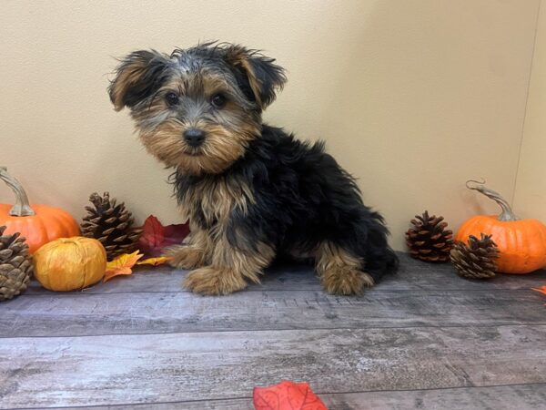 Yorkshire Terrier DOG Male Black / Tan 21023 Petland Batavia, Illinois