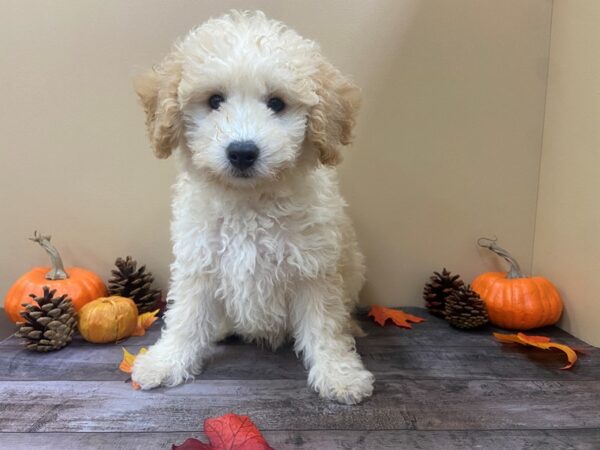 Bichon Poo DOG Male Cream 21019 Petland Batavia, Illinois