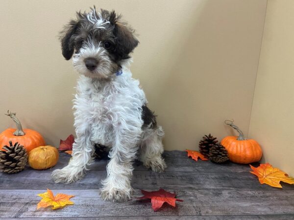 Mini Schnoodle DOG Male Chocolate and White 21010 Petland Batavia, Illinois