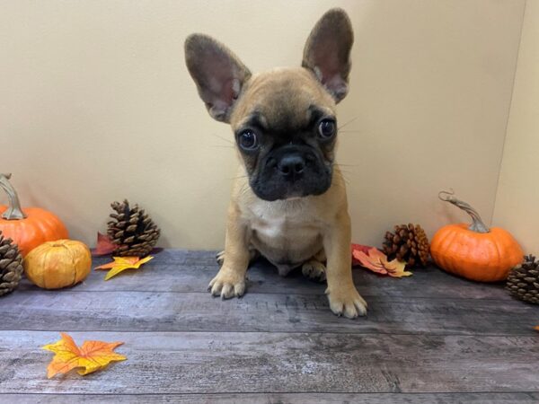 French Bulldog DOG Male Red, Black Mask 21013 Petland Batavia, Illinois