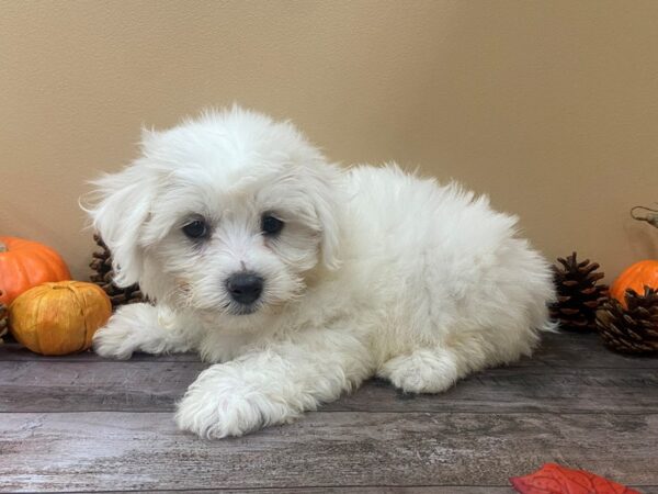 Bichon Frise DOG Female White 21022 Petland Batavia, Illinois