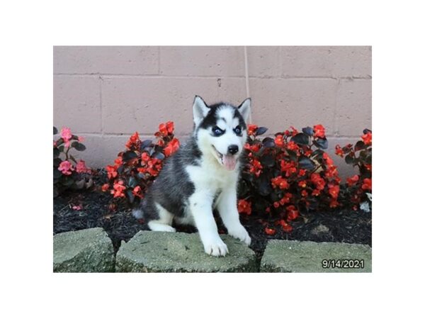 Siberian Husky DOG Female Black / White 21275 Petland Batavia, Illinois