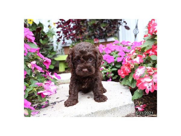Cock A Poo-DOG-Male-Chocolate-21276-Petland Batavia, Illinois