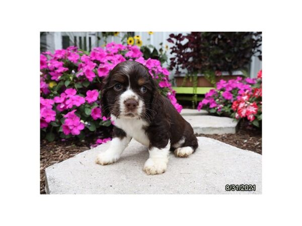 Cocker Spaniel DOG Male Chocolate / White 21274 Petland Batavia, Illinois