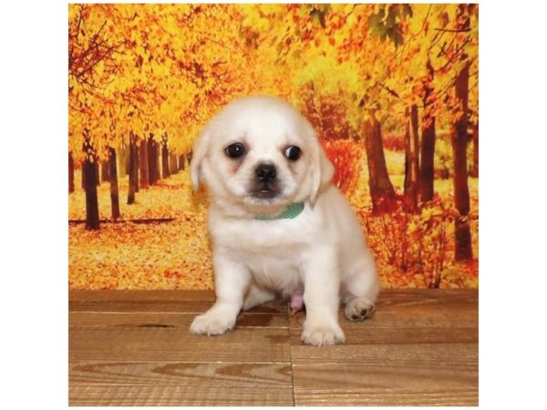 Peke a Bea DOG Male Cream 21328 Petland Batavia, Illinois