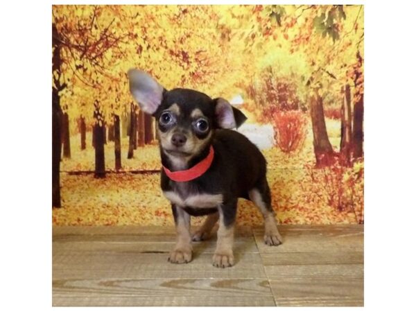 Chihuahua-DOG-Female-Chocolate / Tan-13091-Petland Batavia, Illinois