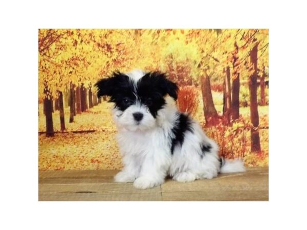 Havachon-DOG-Male-Black / White-13095-Petland Batavia, Illinois