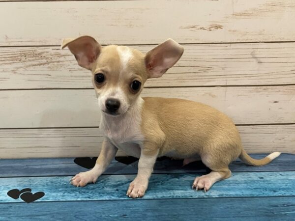 Chihuahua DOG Male Fawn / White 13090 Petland Batavia, Illinois