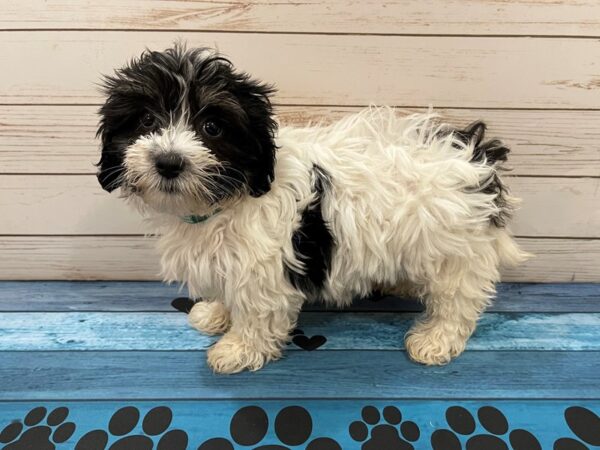 Havanese DOG Female White / Black 13089 Petland Batavia, Illinois