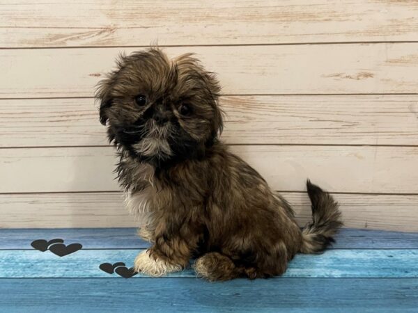 Shih Tzu-DOG-Female-Brown Tan / Black-13088-Petland Batavia, Illinois