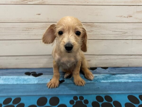 Doxie-Poo DOG Male Apricot 13087 Petland Batavia, Illinois