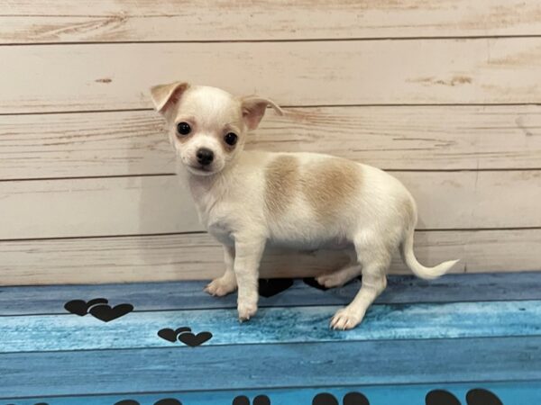 Chihuahua DOG Female White / Fawn 13086 Petland Batavia, Illinois