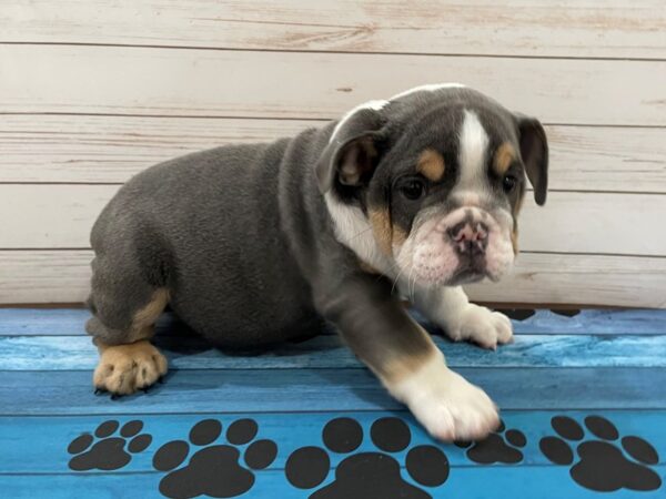 English Bulldog DOG Male Blue Tri Colored 13085 Petland Batavia, Illinois