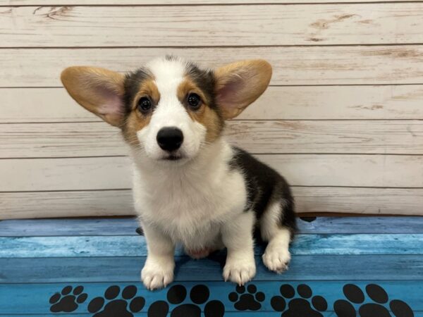 Pembroke Welsh Corgi DOG Female Black and White, Tan Markings 13084 Petland Batavia, Illinois