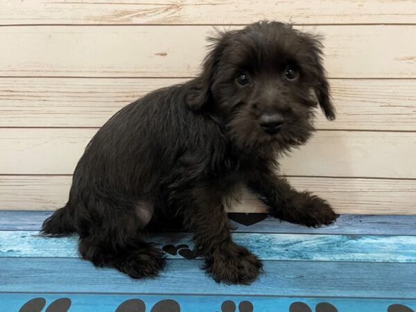 Miniature Schnauzer-DOG-Female-Black-13083-Petland Batavia, Illinois