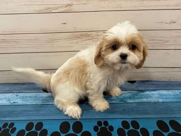 Cava Tzu-DOG-Female-White & Cream-13081-Petland Batavia, Illinois
