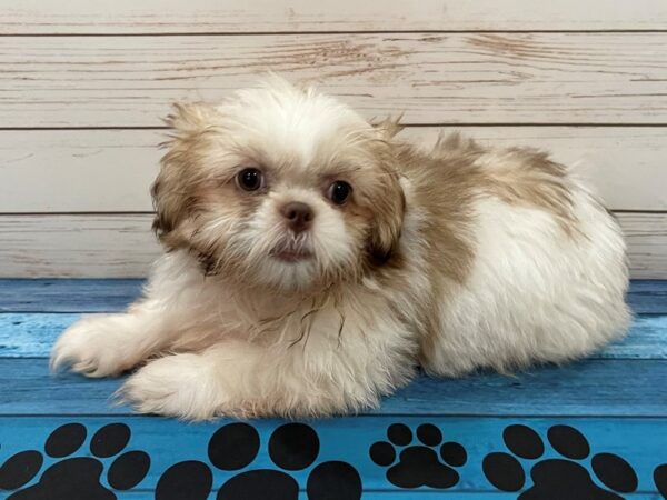 Shih Tzu-DOG-Female-Gold and White-13080-Petland Batavia, Illinois
