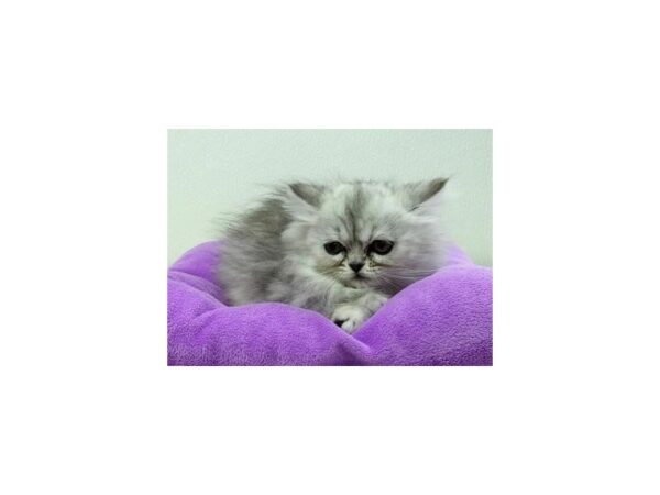 Persian CAT Female Shaded Silver 13093 Petland Batavia, Illinois