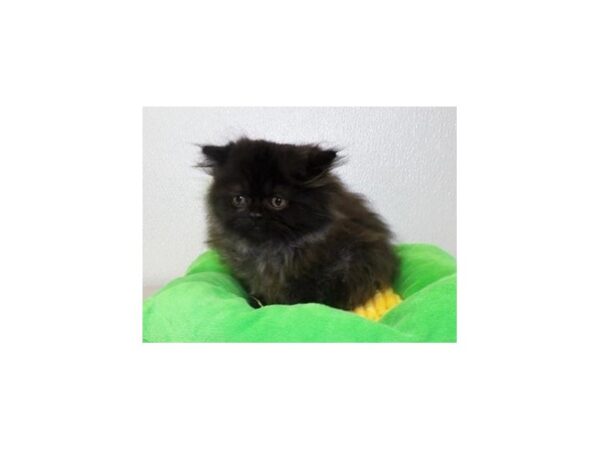 Persian CAT Female Black 13098 Petland Batavia, Illinois